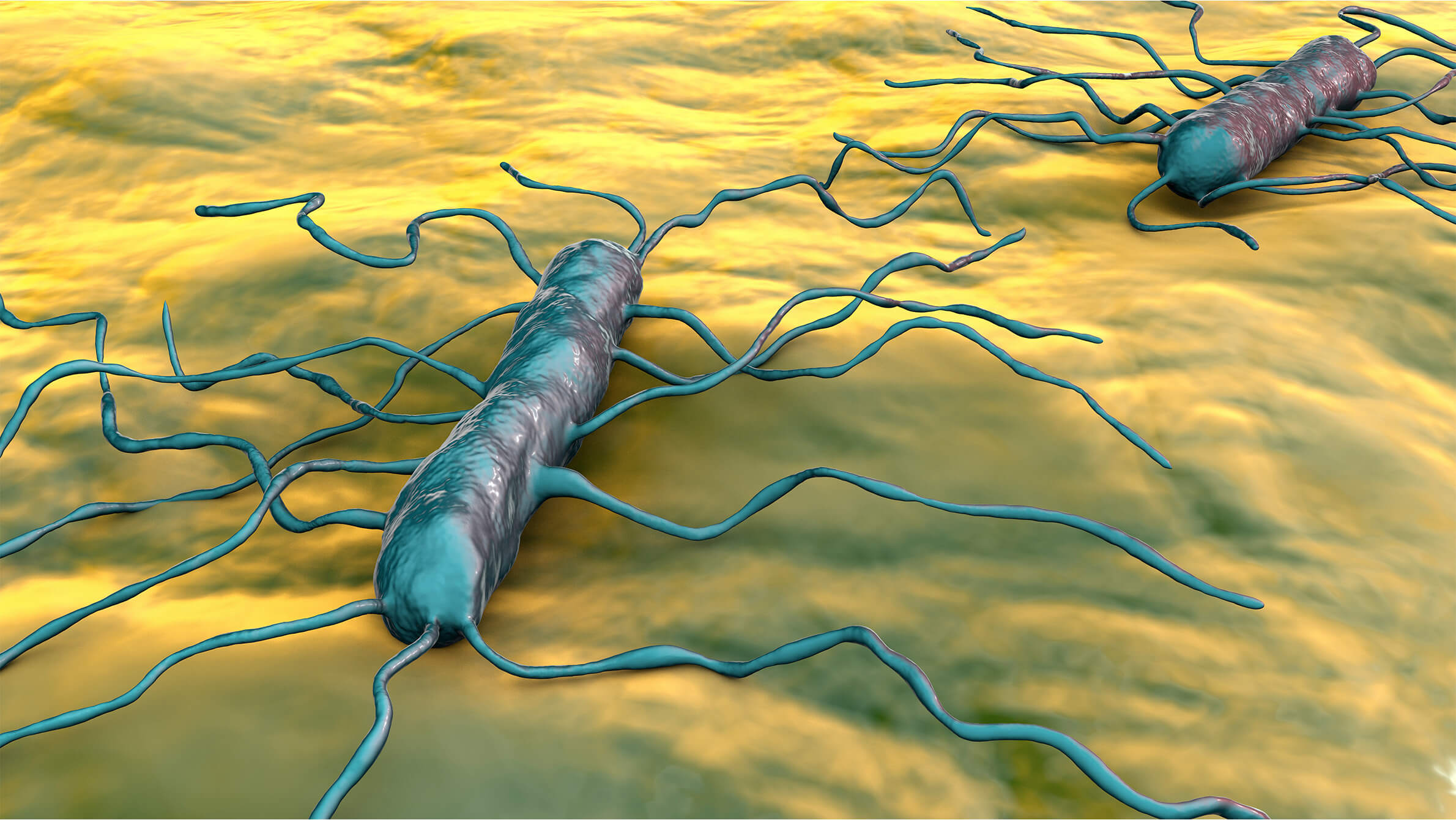 Detection method new listeria species.jpg